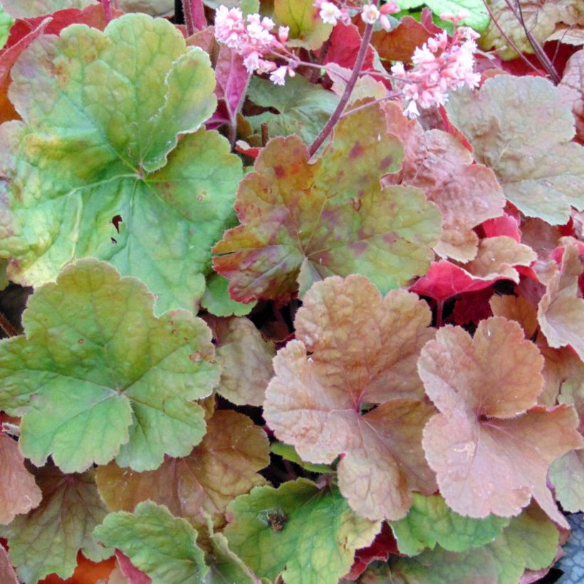 Heuchera Pink Pearls - Purpurglöckchen (Laub)