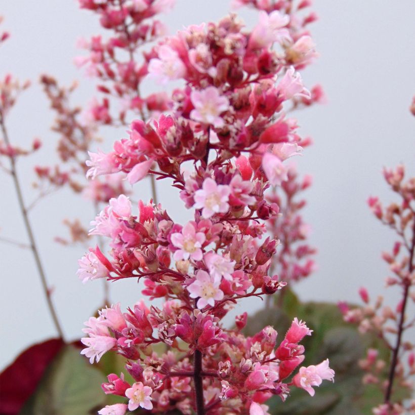 Heuchera Pink Pearls - Purpurglöckchen (Blüte)