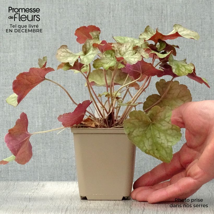 Exemplar von Heuchère - Heuchera Pinot Gris Godet de 9cm wie im Winter geliefert