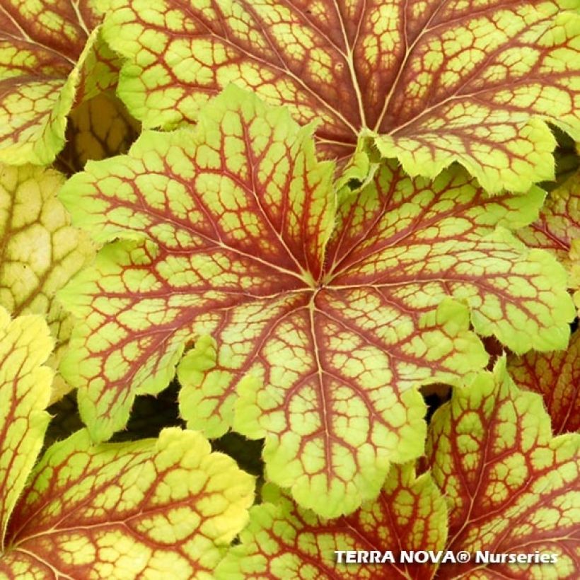 Heuchera Red Lightning - Purpurglöckchen (Laub)