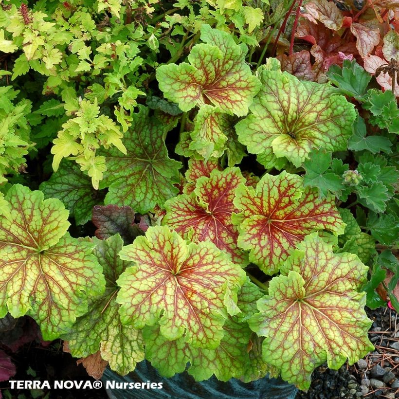 Heuchera Red Lightning - Purpurglöckchen (Hafen)