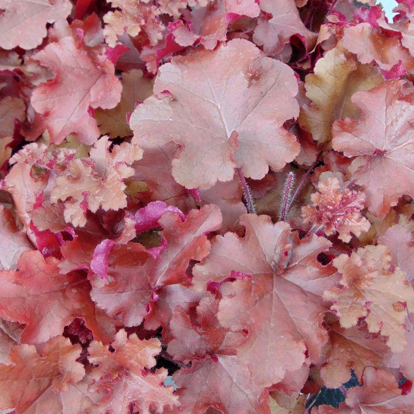 Heuchera Red Sea - Purpurglöckchen (Laub)