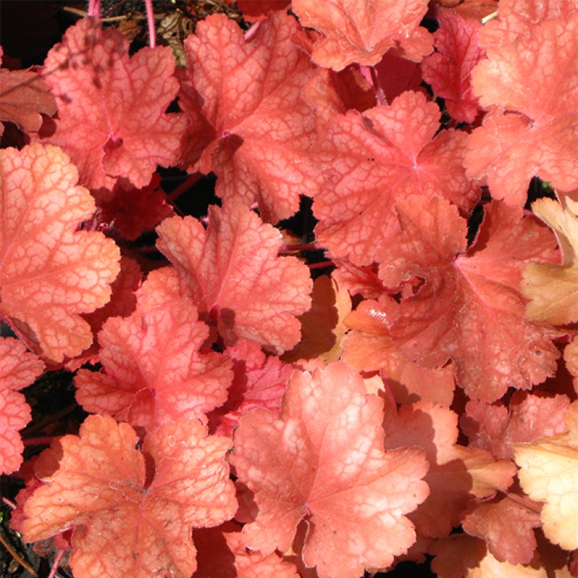 Heuchera Rio - Purpurglöckchen (Laub)