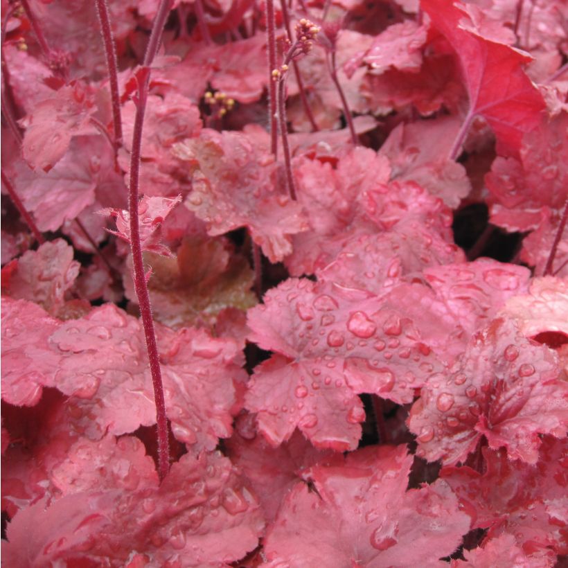 Heuchera Root Beer - Purpurglöckchen (Laub)