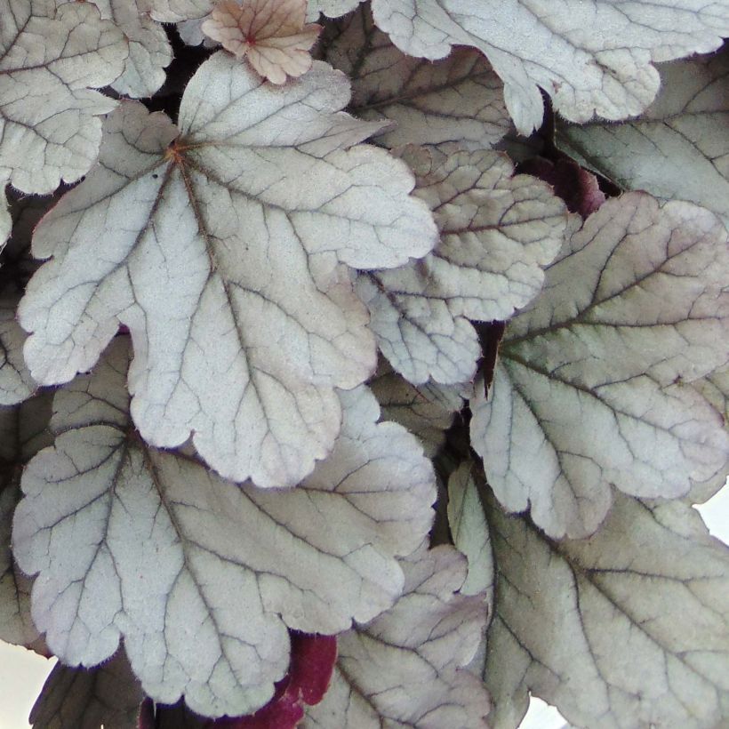 Heuchera Silver Gumdrop - Purpurglöckchen (Laub)