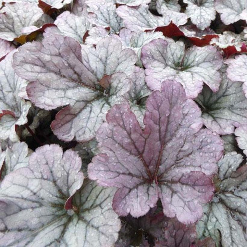 Heuchera Sloeberry - Purpurglöckchen (Laub)