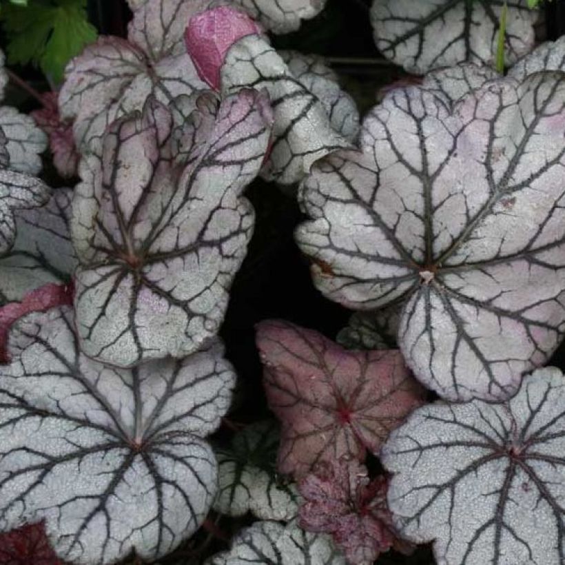 Heuchera Sugar Plum - Purpurglöckchen (Laub)