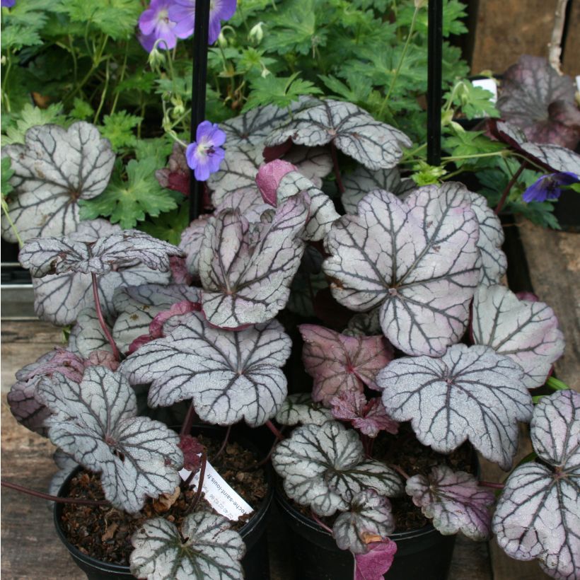 Heuchera Sugar Plum - Purpurglöckchen (Hafen)