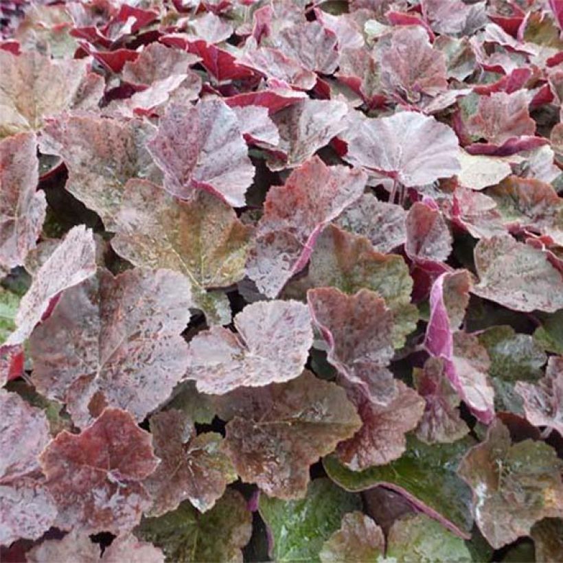 Heuchera XXL - Purpurglöckchen (Laub)