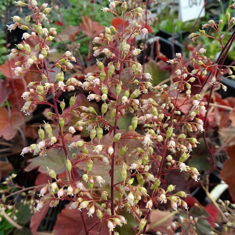 Heuchera XXL - Purpurglöckchen (Blüte)