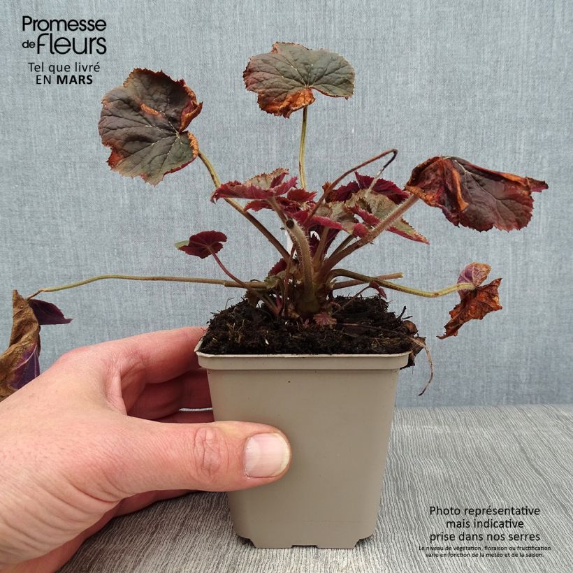 Exemplar von Heuchera XXL - Heuchère Godet de 9cm wie im Winter geliefert