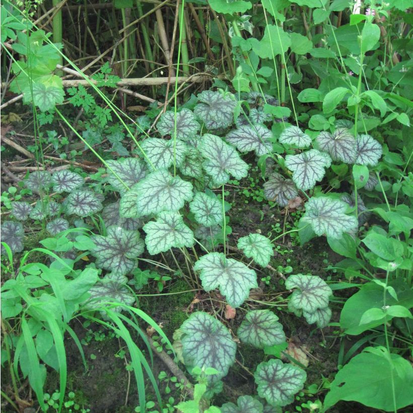 Heuchera americana Dale s Strain - Purpurglöckchen (Hafen)