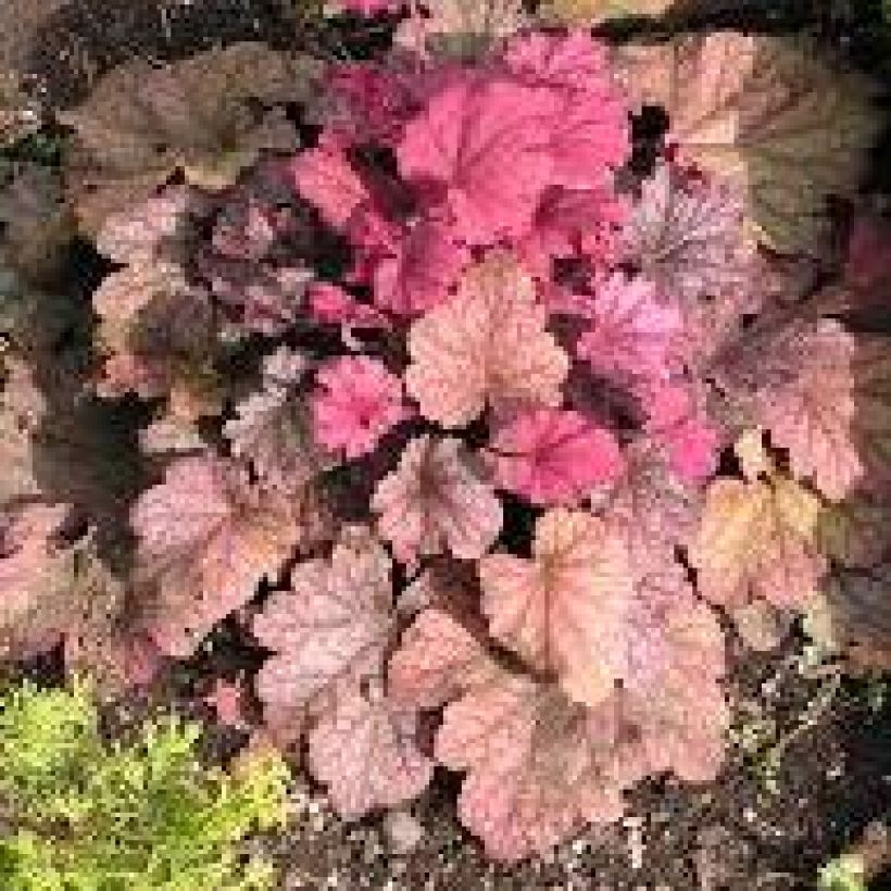 Heuchera Berry Smoothie - Purpurglöckchen (Hafen)