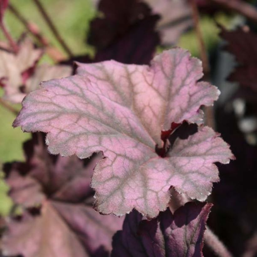 Heuchera Plum Pudding - Purpurglöckchen (Hafen)