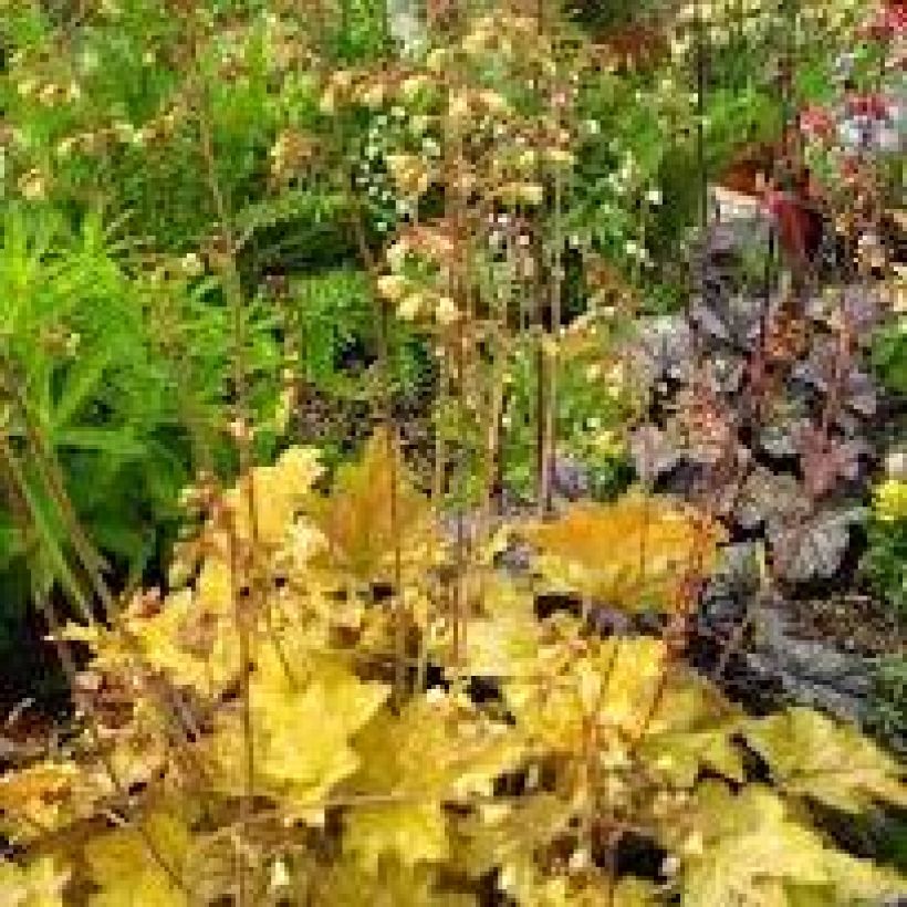 Heuchera Ginger Ale - Purpurglöckchen (Hafen)