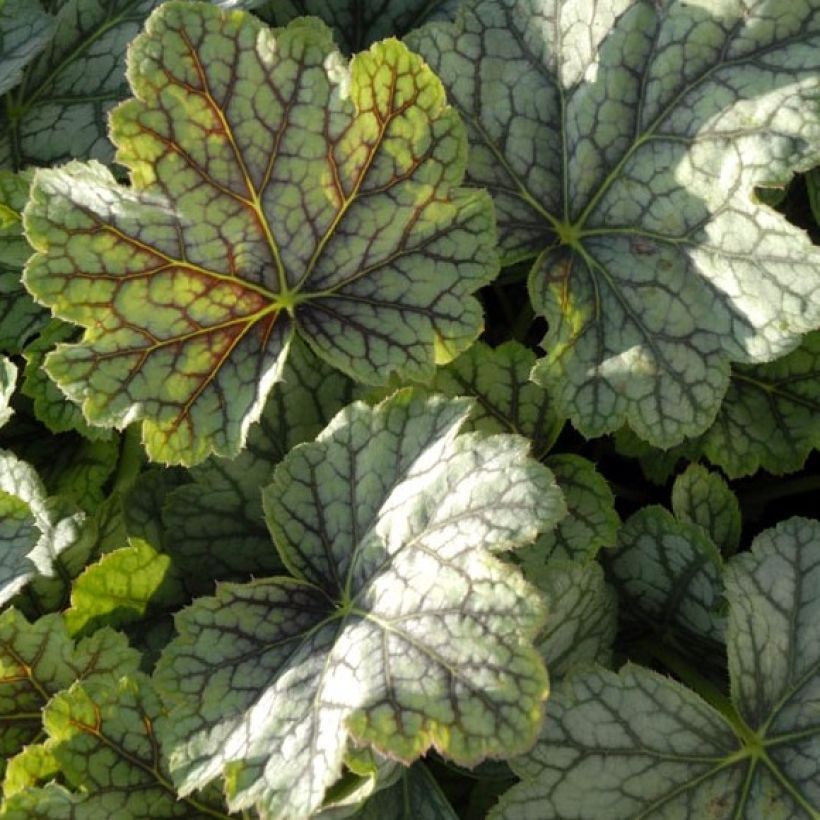 Heuchera Green Spice - Purpurglöckchen (Laub)