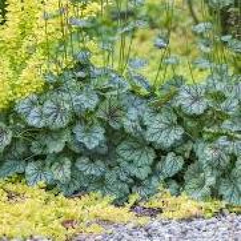 Heuchera Green Spice - Purpurglöckchen (Hafen)