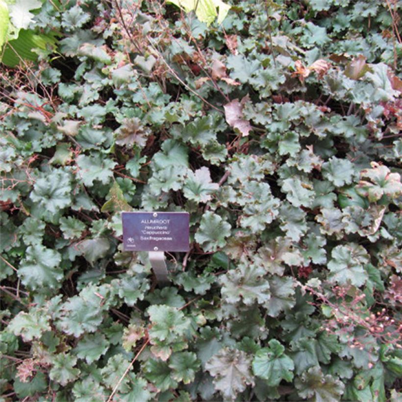 Heuchera micrantha Cappuccino - Purpurglöckchen (Blüte)