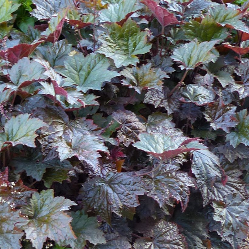 Heuchera micrantha var.diversifolia Palace Purple - Purpurglöckchen (Laub)