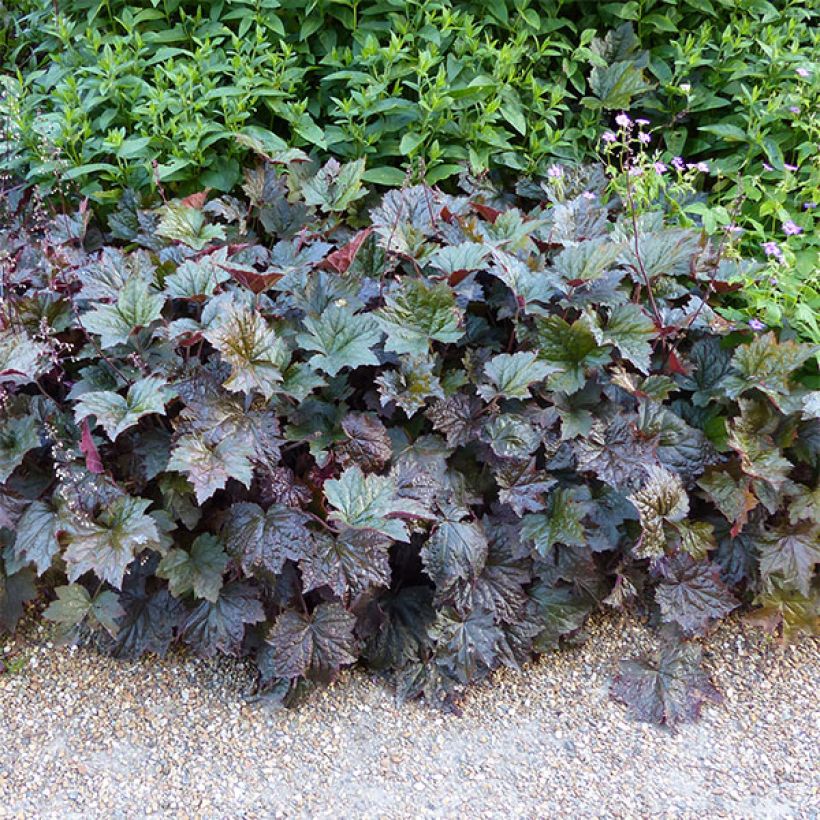 Heuchera micrantha var.diversifolia Palace Purple - Purpurglöckchen (Hafen)