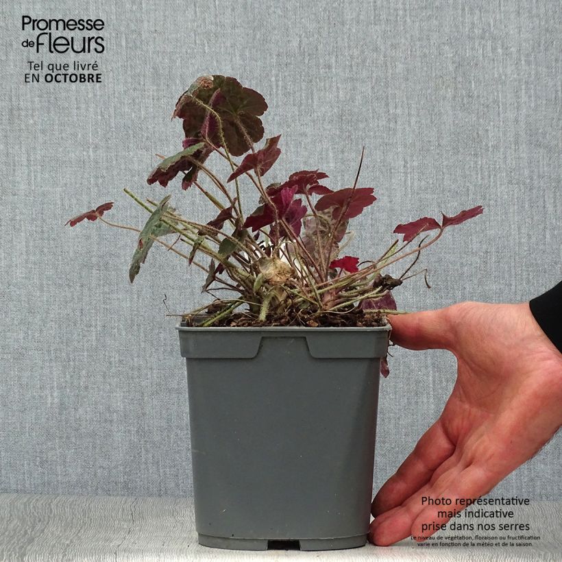 Exemplar von Heuchera micrantha var.diversifolia Palace Purple - Purpurglöckchen wie im Herbst geliefert