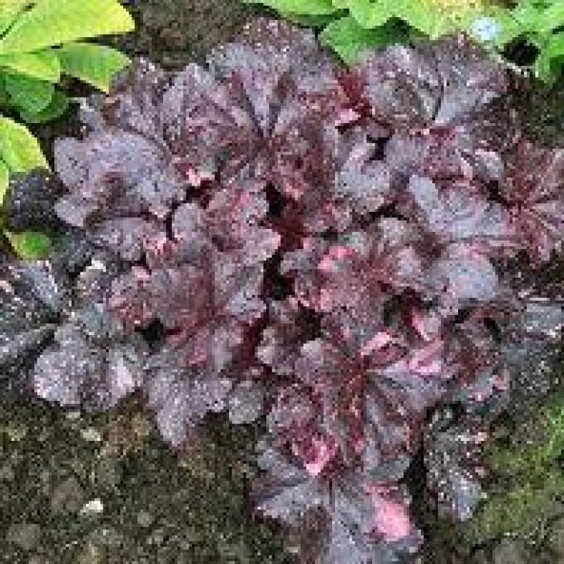 Heuchera Midnight Rose - Purpurglöckchen (Hafen)