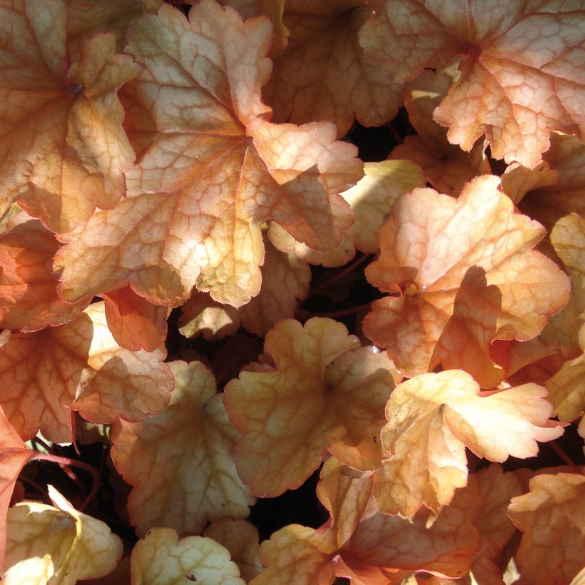 Heuchera Paprika - Purpurglöckchen (Laub)