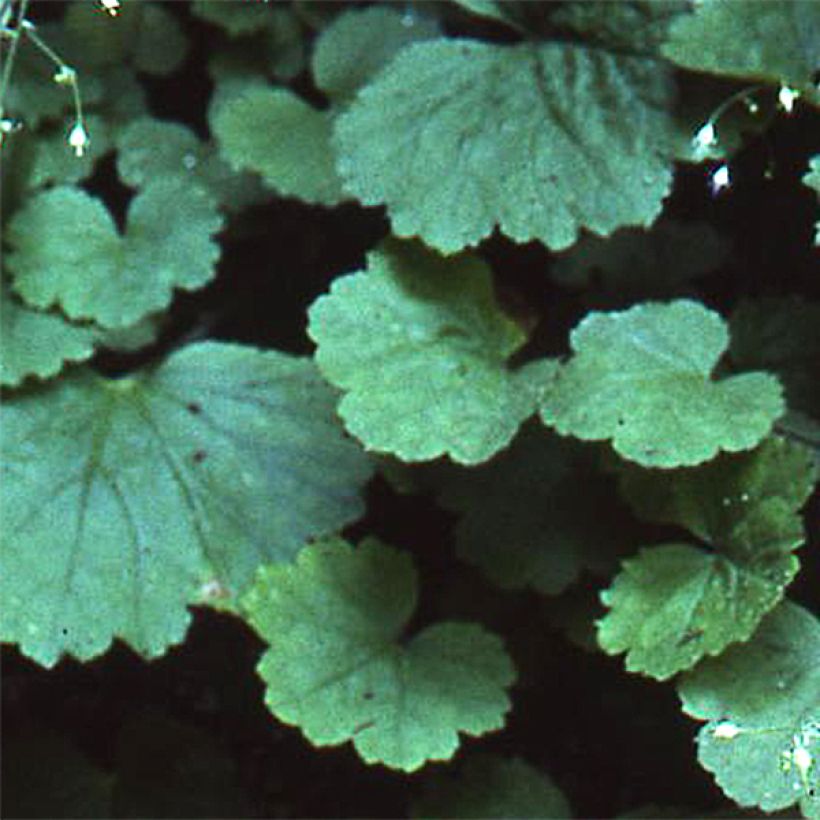 Heuchera parvifolia var. nivalis - Purpurglöckchen (Laub)