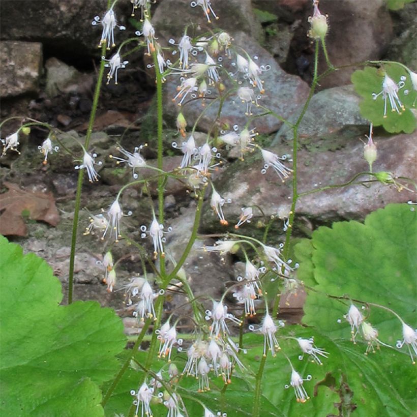 Heuchera parvifolia var. nivalis - Purpurglöckchen (Blüte)