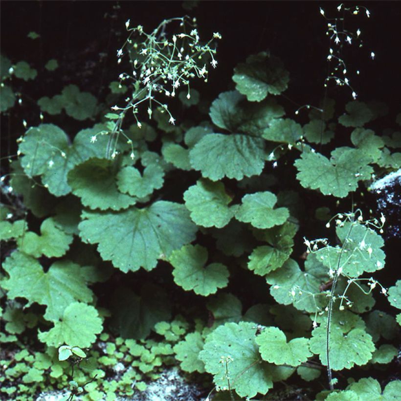 Heuchera parvifolia var. nivalis - Purpurglöckchen (Hafen)