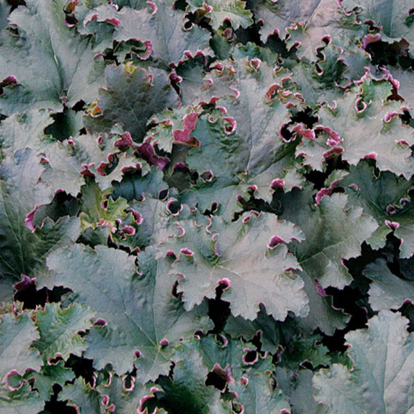 Heuchera Purple Petticoats - Purpurglöckchen (Laub)