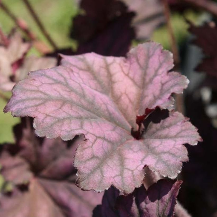 Heuchera Plum Pudding - Purpurglöckchen (Laub)