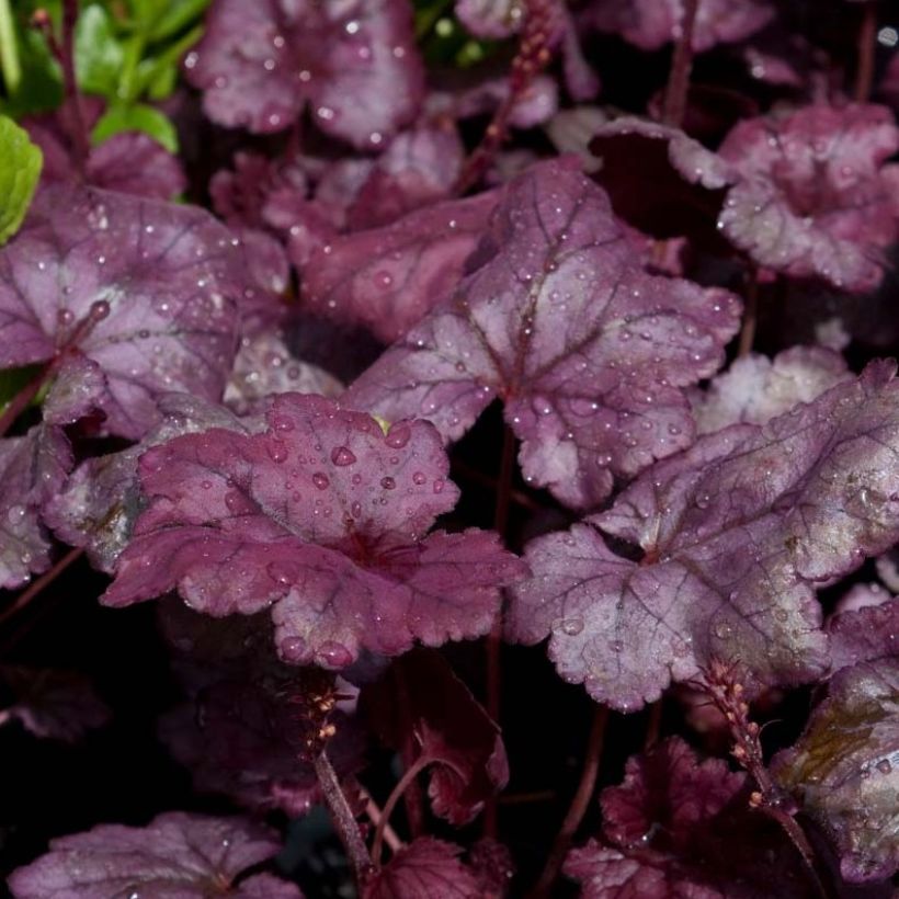 Heuchera Plum Royale - Purpurglöckchen (Laub)