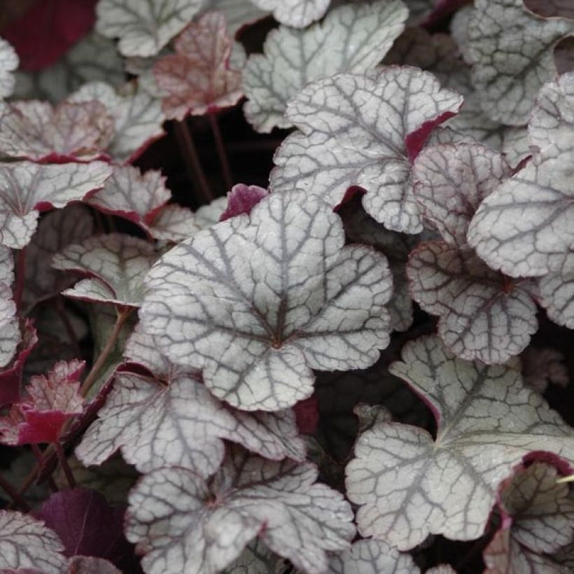 Heuchera Silver Scrolls - Purpurglöckchen (Laub)