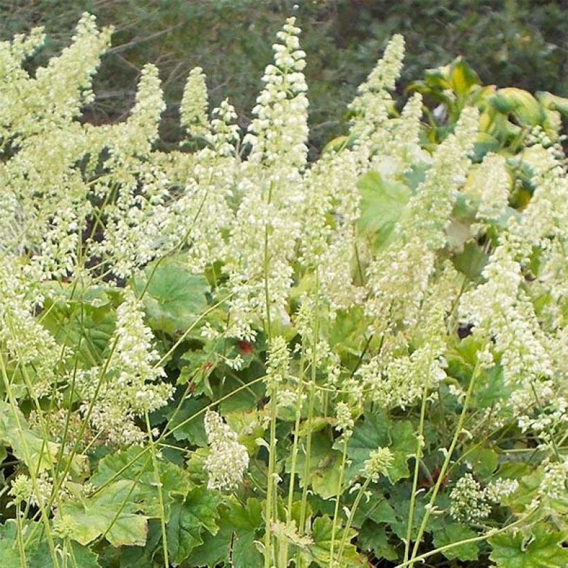 Heuchera villosa var macrorrhiza - Purpurglöckchen (Blüte)