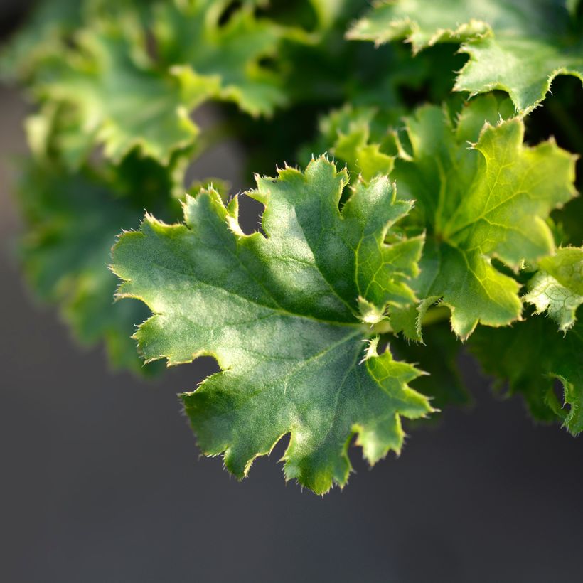 Heuchera Apple Crisp - Purpurglöckchen (Laub)