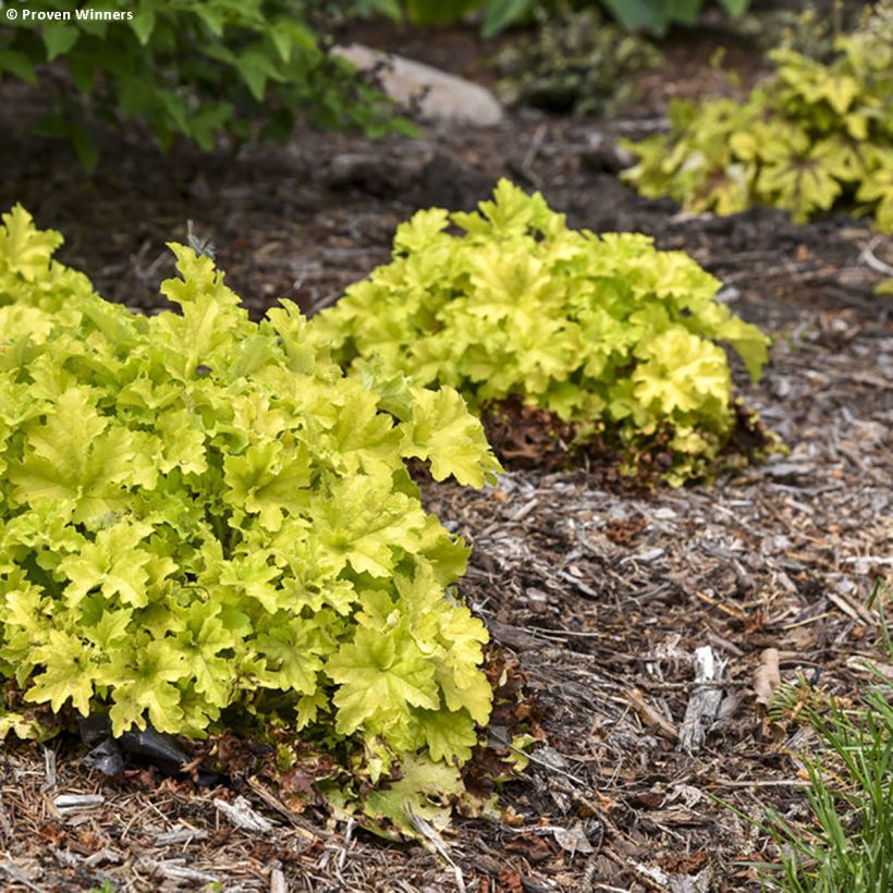 Heuchera Apple Twist - Purpurglöckchen (Hafen)