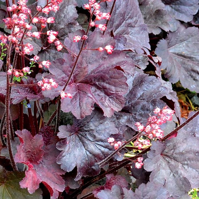 Heuchera Bella Notte - Purpurglöckchen (Laub)