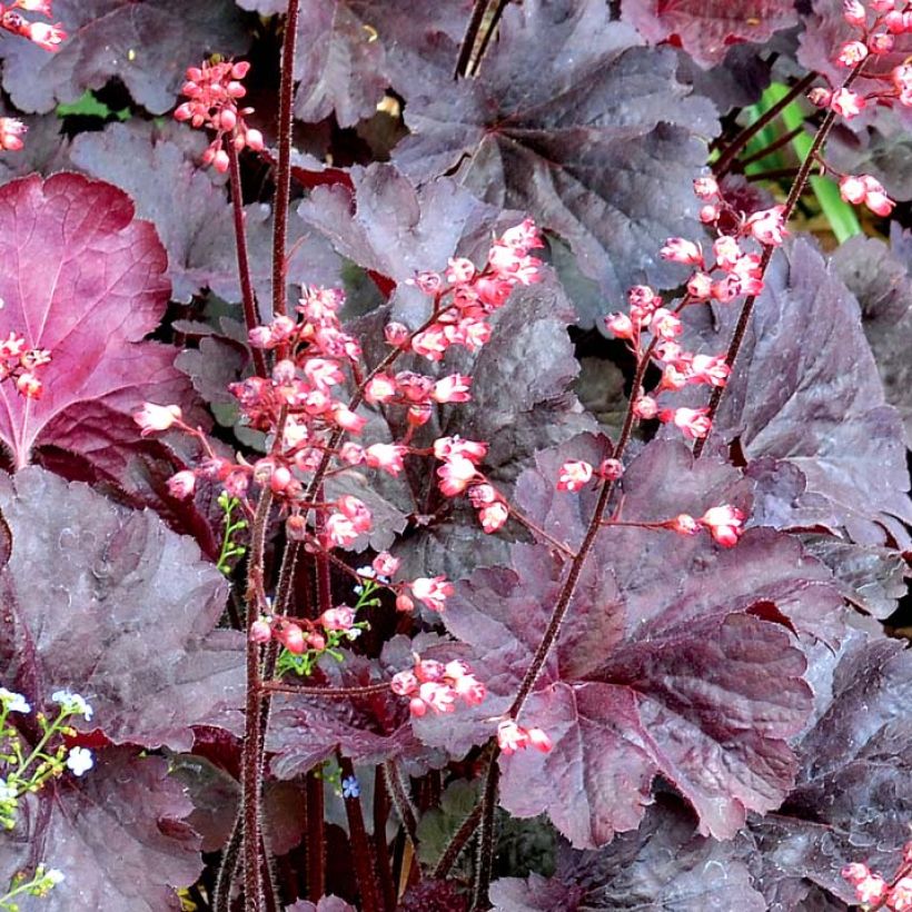 Heuchera Bella Notte - Purpurglöckchen (Blüte)