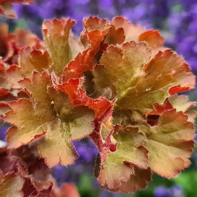 Heuchera Frilly - Purpurglöckchen (Laub)