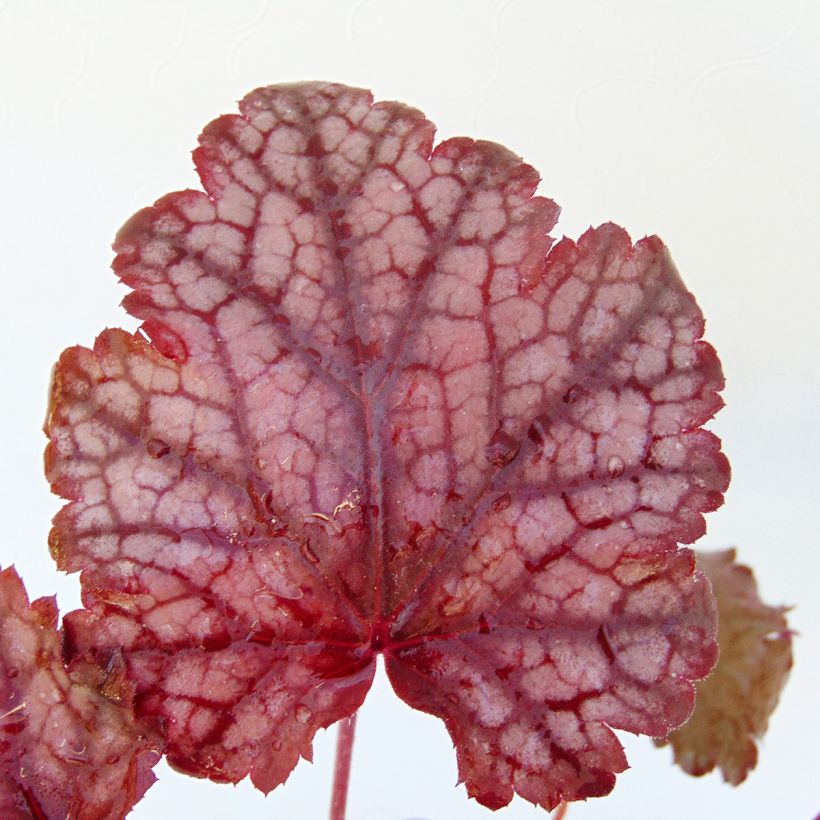 Heuchera Amethyst Myst - Purpurglöckchen (Laub)