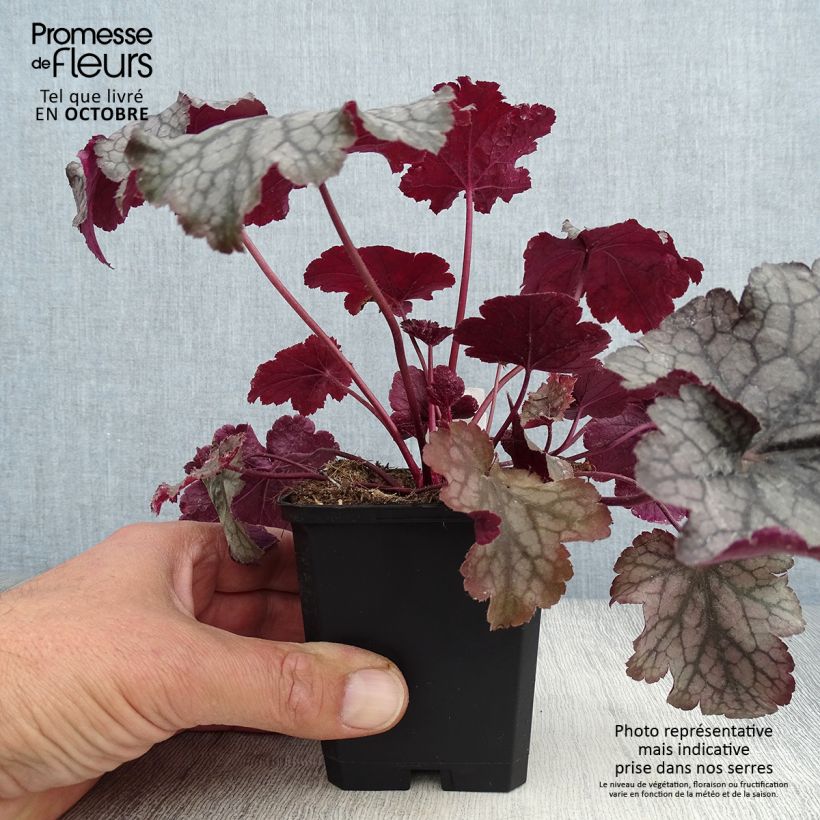 Exemplar von Heuchère - Heuchera Amethyst Myst Godet de 9cm wie im Herbst geliefert