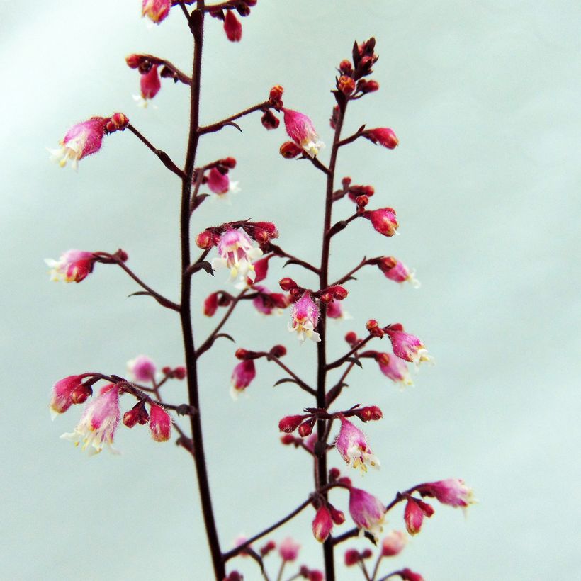 Heuchera Beaujolais - Purpurglöckchen (Blüte)