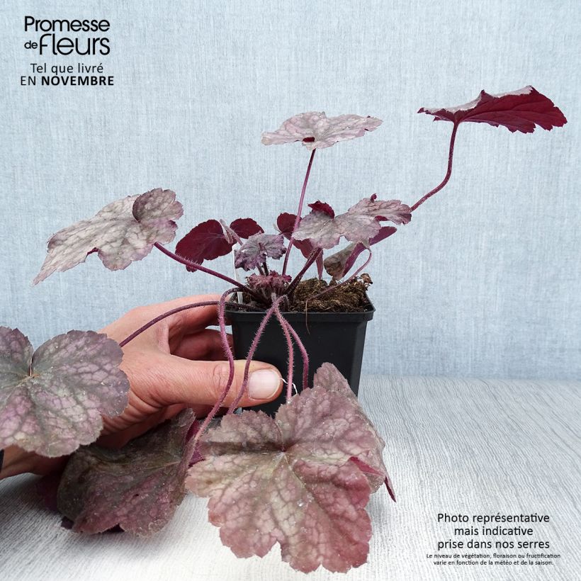 Exemplar von Heuchère - Heuchera Beaujolais Godet de 9cm wie im Herbst geliefert