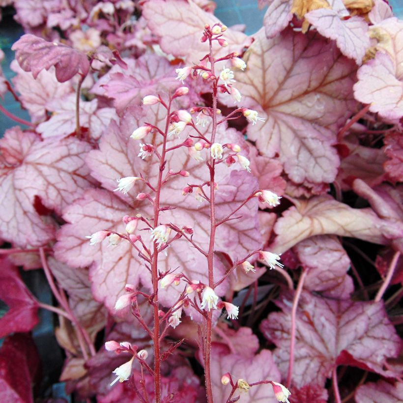 Heuchera Berry Smoothie - Purpurglöckchen (Blüte)