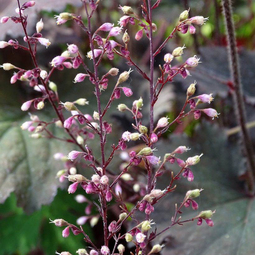 Heuchera Binoche - Purpurglöckchen (Blüte)