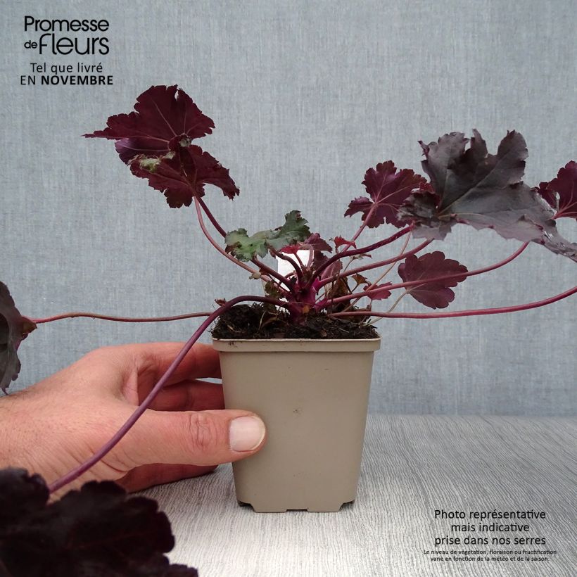 Exemplar von Heuchera Black Pearl - Purpurglöckchen wie im Herbst geliefert