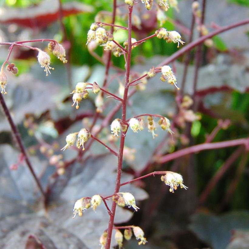 Heuchera Blackout - Purpurglöckchen (Blüte)