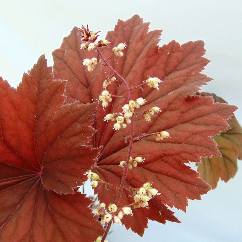 Heuchera villosa Bronze Beauty - Purpurglöckchen (Blüte)