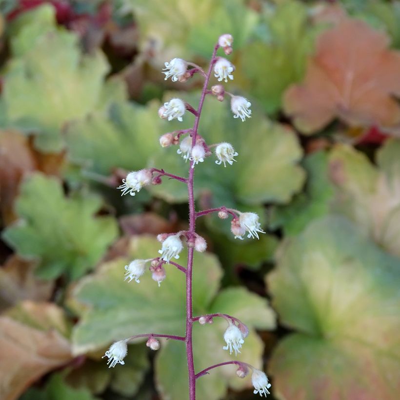 Heuchera Caramel - Purpurglöckchen (Blüte)